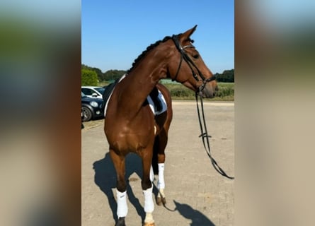 Más caballos centroeuropeos, Caballo castrado, 7 años, 168 cm, Castaño