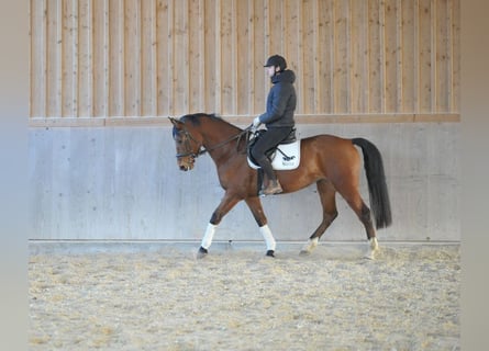 Más caballos centroeuropeos, Caballo castrado, 7 años, 168 cm, Castaño