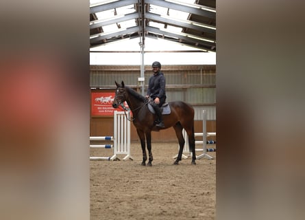 Más caballos centroeuropeos, Caballo castrado, 7 años, 172 cm, Castaño