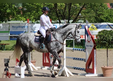Más caballos centroeuropeos, Caballo castrado, 7 años, 175 cm, Tordo rodado