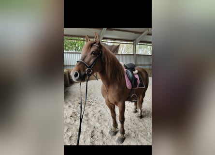 Más caballos centroeuropeos, Caballo castrado, 8 años, 155 cm, Alazán-tostado