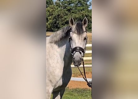 Más caballos centroeuropeos, Caballo castrado, 8 años, 158 cm, Tordo