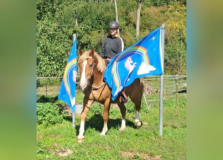 Más caballos centroeuropeos, Caballo castrado, 8 años, 160 cm, Alazán