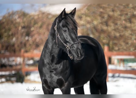 Más caballos centroeuropeos, Caballo castrado, 8 años, 163 cm, Negro