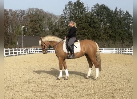 Más caballos centroeuropeos, Caballo castrado, 8 años, 163 cm, Palomino