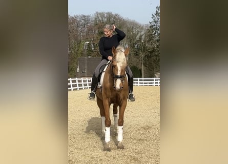 Más caballos centroeuropeos, Caballo castrado, 8 años, 163 cm, Palomino