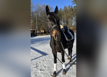 Más caballos centroeuropeos, Caballo castrado, 8 años, 165 cm, Castaño oscuro