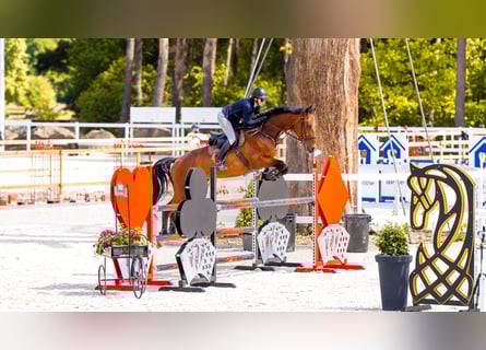 Más caballos centroeuropeos, Caballo castrado, 8 años, 170 cm, Castaño rojizo
