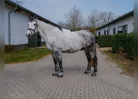 Más caballos centroeuropeos, Caballo castrado, 9 años, 158 cm, Tordo rodado
