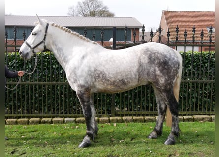 Más caballos centroeuropeos, Caballo castrado, 9 años, 159 cm