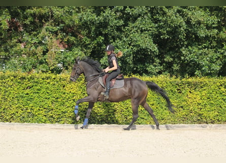 Más caballos centroeuropeos, Caballo castrado, 9 años, 161 cm, Castaño oscuro