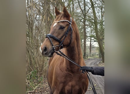 Más caballos centroeuropeos, Caballo castrado, 9 años, 165 cm, Alazán-tostado