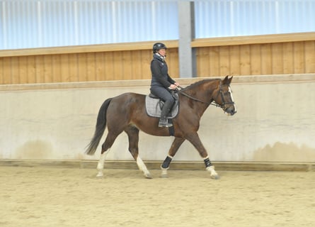 Más caballos centroeuropeos, Caballo castrado, 9 años, 167 cm, Alazán-tostado