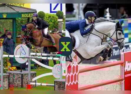 Más caballos centroeuropeos, Desconocido, Embrión