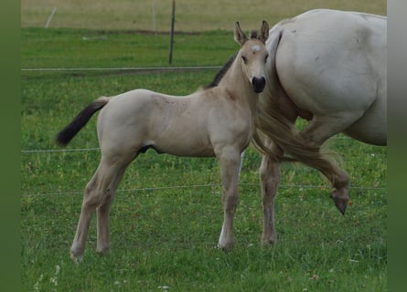 Más caballos centroeuropeos, Semental, 1 año, 167 cm, Buckskin/Bayo