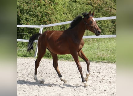 Más caballos centroeuropeos, Semental, 1 año, 170 cm, Castaño