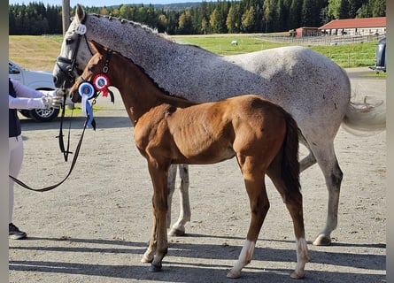 Más caballos centroeuropeos, Semental, 1 año, 170 cm, Castaño rojizo