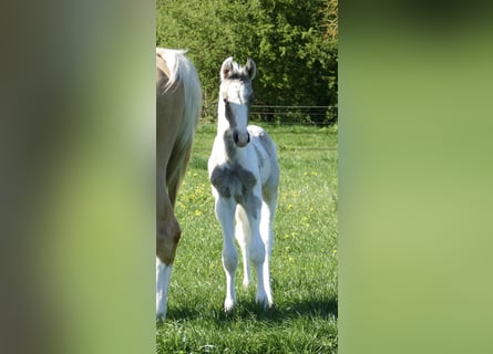 Más caballos centroeuropeos, Semental, 1 año, 170 cm, Pío