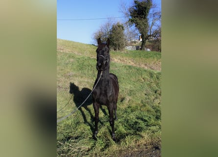 Más caballos centroeuropeos, Semental, 2 años, 174 cm, Negro