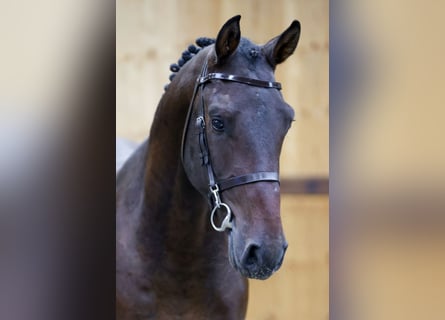 Más caballos centroeuropeos, Semental, 3 años, 165 cm, Negro