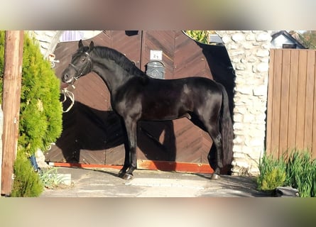 Más caballos centroeuropeos, Semental, 4 años, 157 cm, Negro