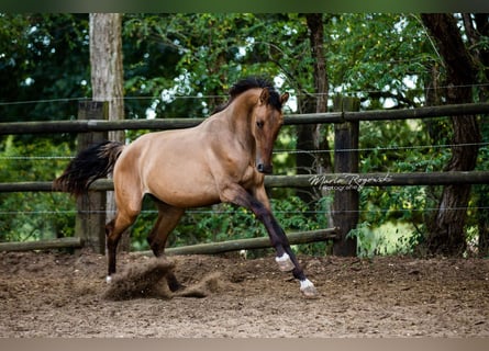 Más caballos centroeuropeos, Semental, 7 años, 170 cm, Bayo