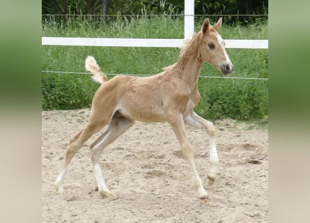 Más caballos centroeuropeos, Semental, Potro (03/2024), 167 cm, Palomino