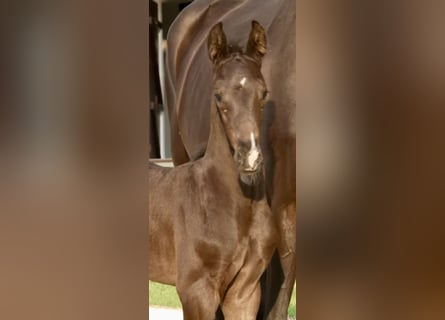 Más caballos centroeuropeos, Semental, Potro (02/2026), Negro