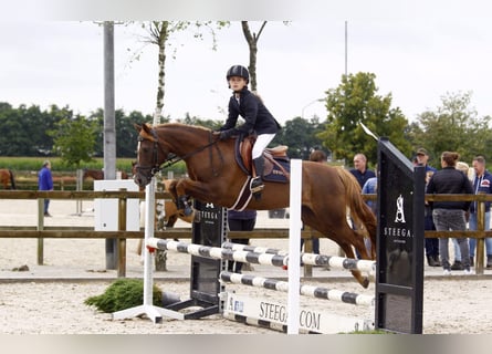 Más caballos centroeuropeos Mestizo, Yegua, 11 años, 144 cm, Alazán