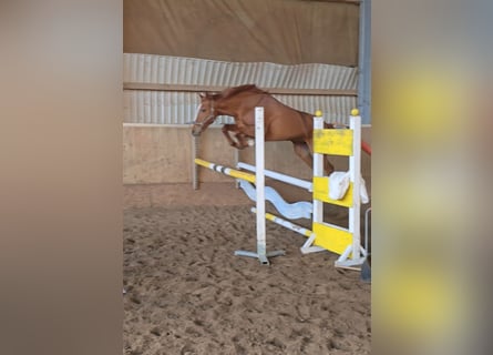 Más caballos centroeuropeos, Yegua, 11 años, 161 cm, Alazán