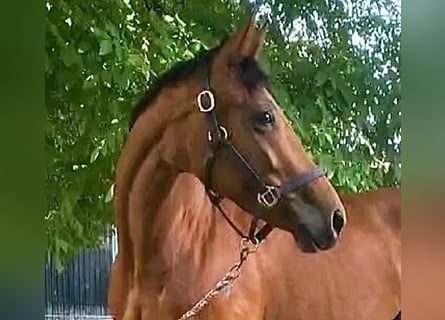 Más caballos centroeuropeos, Yegua, 11 años, 163 cm, Castaño