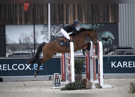 Más caballos centroeuropeos, Yegua, 11 años, 163 cm, Castaño claro