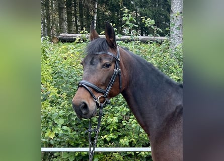 Más caballos centroeuropeos, Yegua, 11 años, 163 cm, Castaño oscuro