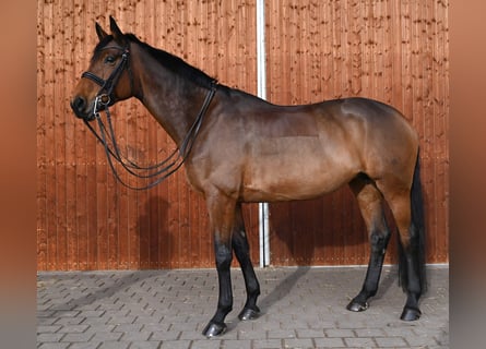 Más caballos centroeuropeos, Yegua, 11 años, 172 cm, Castaño