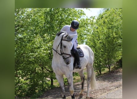 Más caballos centroeuropeos, Yegua, 11 años, 180 cm, Tordo