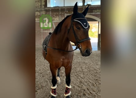 Más caballos centroeuropeos Mestizo, Yegua, 12 años, 155 cm, Castaño