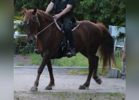 Más caballos centroeuropeos, Yegua, 12 años, 156 cm, Alazán-tostado