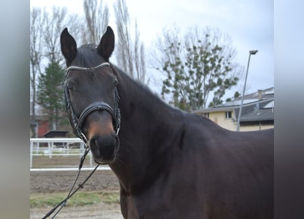 Más caballos centroeuropeos, Yegua, 12 años, 168 cm, Castaño