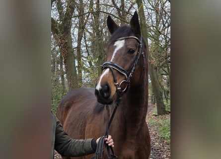 Más caballos centroeuropeos, Yegua, 13 años, 160 cm, Castaño
