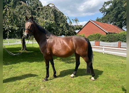 Más caballos centroeuropeos, Yegua, 13 años, 165 cm, Castaño