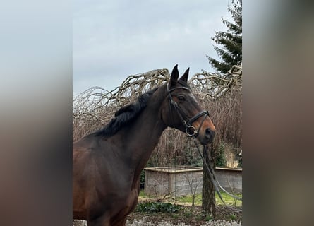 Más caballos centroeuropeos, Yegua, 13 años, 170 cm, Castaño oscuro