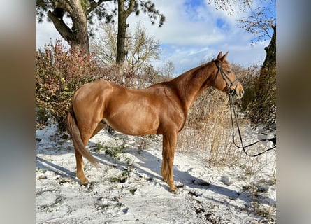 Más caballos centroeuropeos, Yegua, 14 años, 157 cm, Alazán