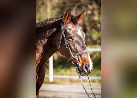 Más caballos centroeuropeos, Yegua, 16 años, 165 cm, Castaño