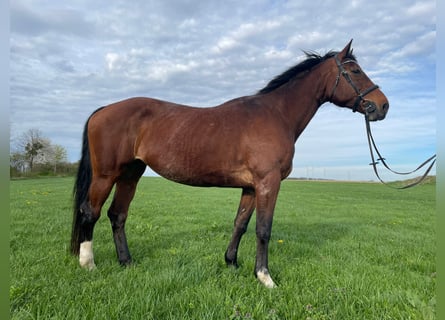 Más caballos centroeuropeos, Yegua, 19 años, 171 cm, Castaño