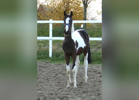 Más caballos centroeuropeos, Yegua, 1 año, 168 cm, Pío