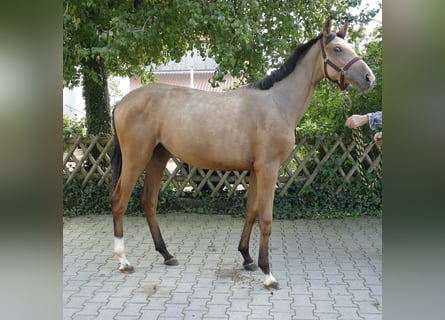 Más caballos centroeuropeos, Yegua, 1 año, 170 cm, Buckskin/Bayo