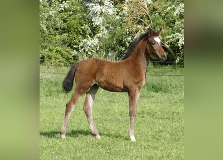 Más caballos centroeuropeos, Yegua, 1 año, 170 cm