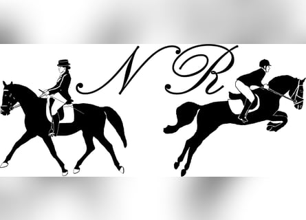 Más caballos centroeuropeos, Yegua, 20 años, Castaño