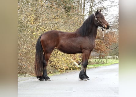 Más caballos centroeuropeos, Yegua, 2 años, 158 cm, Castaño oscuro