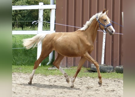 Más caballos centroeuropeos, Yegua, 2 años, 167 cm, Palomino